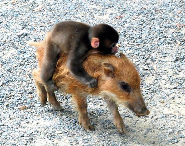 骑野猪的小猴子从动物园里越狱逃跑了