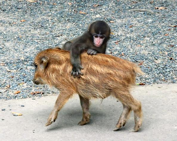 骑野猪的小猴子从动物园里越狱逃跑了