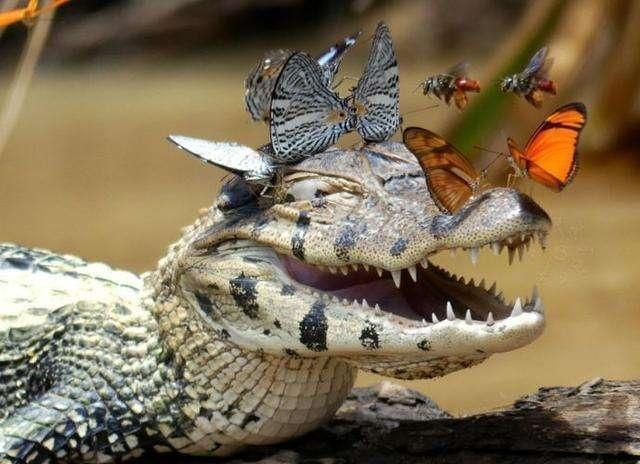 蝴蝶|凯门|鳄鱼_新浪网