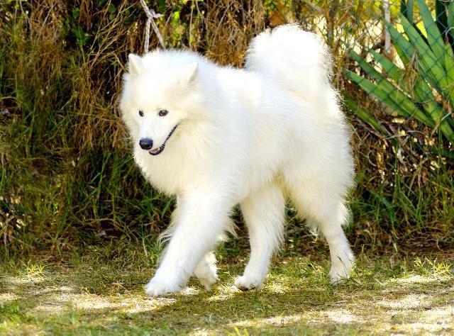 萨摩耶|毛发|狗狗_新浪新闻