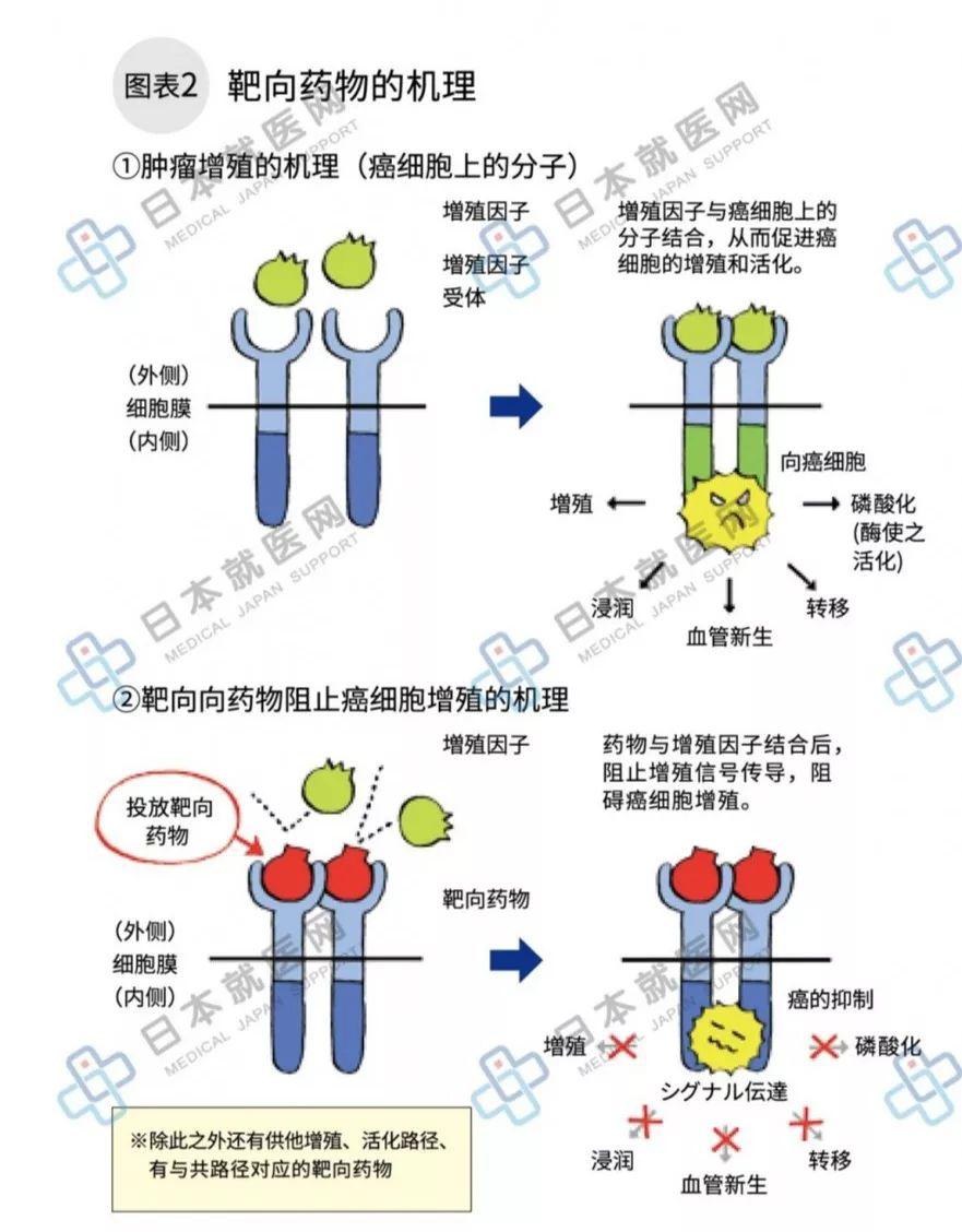 分子靶向药物的使用方法有口服和点滴两种.
