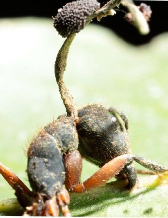 热带雨林出现僵尸蚂蚁,肢体以及大脑皆被控制,已丧失自我意识