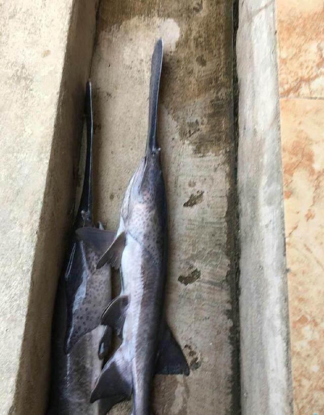 男子河边垂钓,掉上一条长喙光滑无鳞的怪鱼,结果却让人太意外了