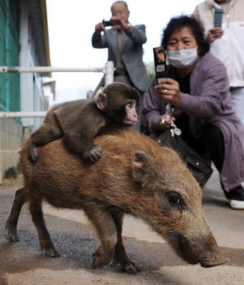 骑野猪的小猴子从动物园里越狱逃跑了