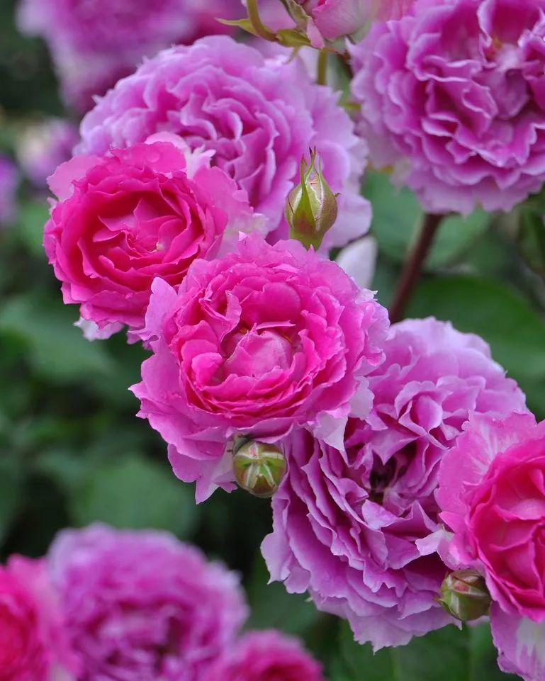 几种特耐热耐晒的月季花品种种南方能旺盛开花越晒开得越好