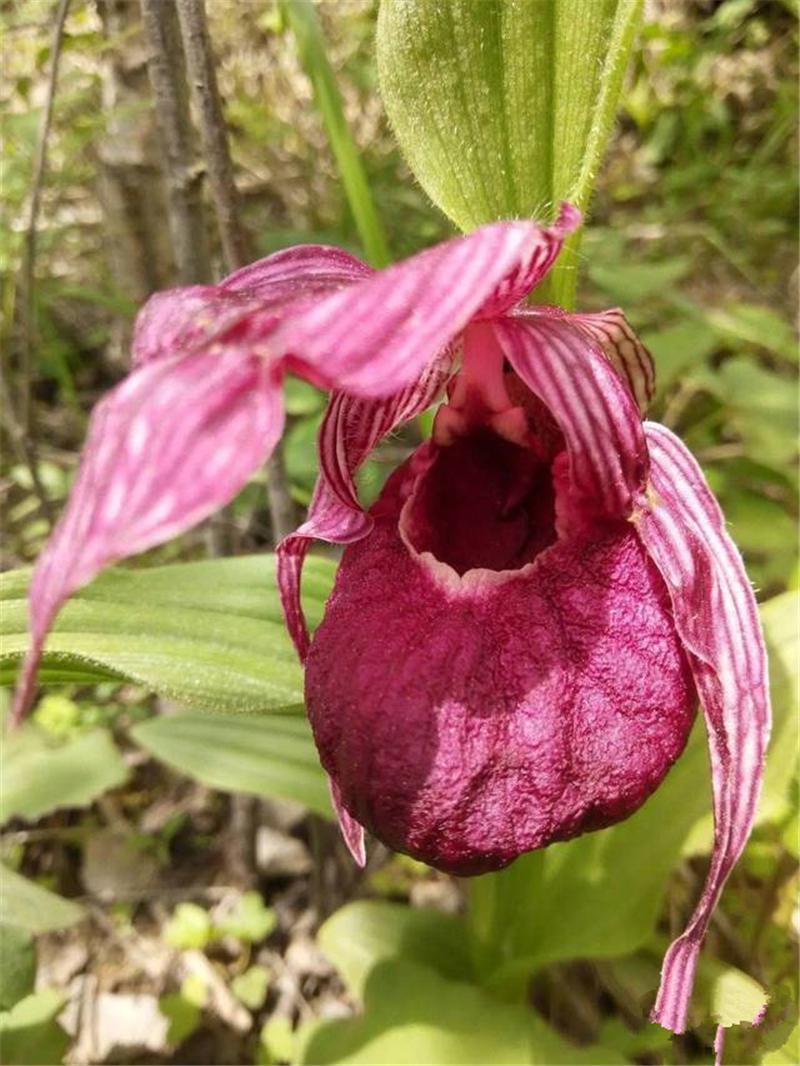 九寨沟出现濒临灭绝的野兰花唇瓣有兜似女人的绣花鞋