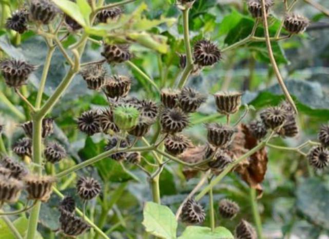 农村很常见的苘麻，茎皮比绳子还结实，果实顶端长满刺可入药|苘麻|茎皮|果实_新浪新闻