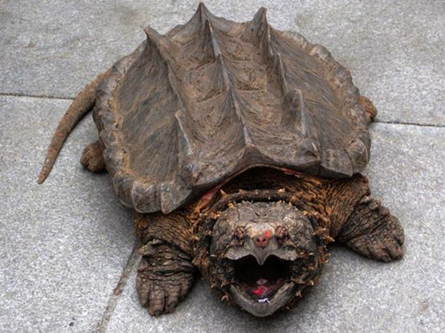 龟中的霸王真鳄龟保持了原始龟的形态性情十分凶猛