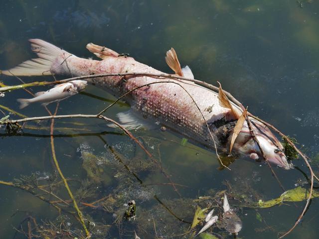 美国科研人员试图用杀鱼药毒杀泛滥的亚洲鲤鱼,结果却很崩溃