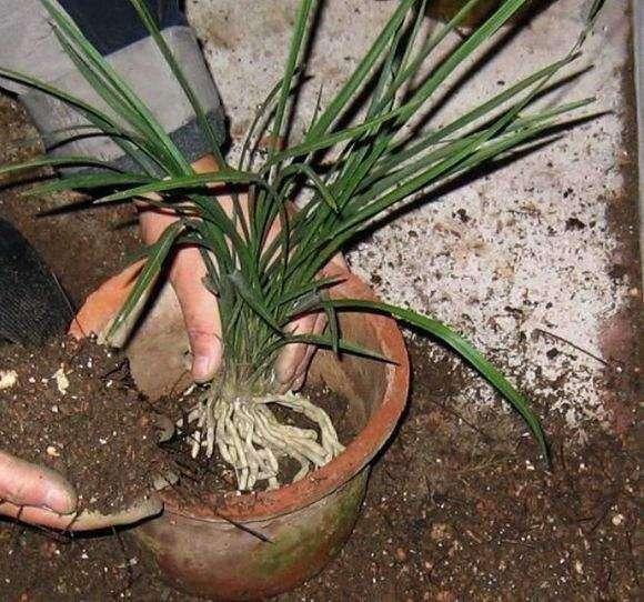 兰花配土选对了土壤通风排水一盆养上好多年