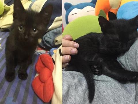 全身黑的黑猫 养了几个月变虎斑猫 这猫咪是褪色了吗 全身黑的黑猫 养了几个月变虎斑猫 这猫咪是褪色了吗