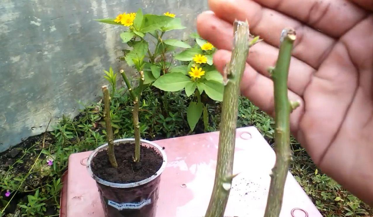 扦插柠檬枝条时涂抹芦荟凝胶生根发芽特快