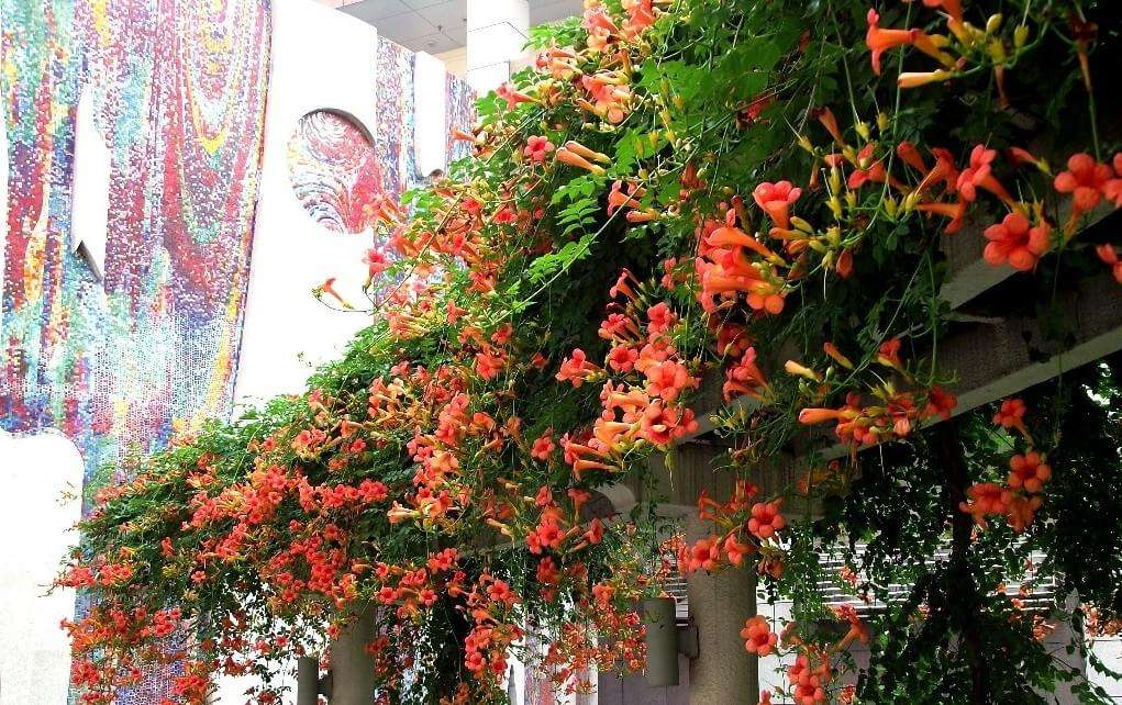 这花是爬墙的一把好手,两天不见就爬满楼,邻居都羡慕!