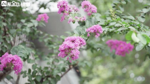 庭前紫薇初作花 一片粉紫撩醉人