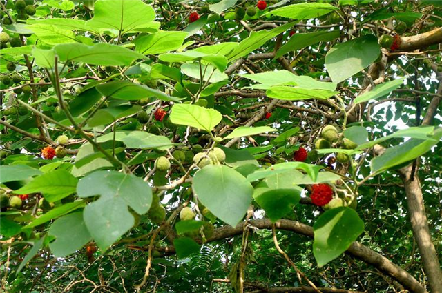 农村这个树木,人们曾经用它叶子喂猪,其实它全身都是宝