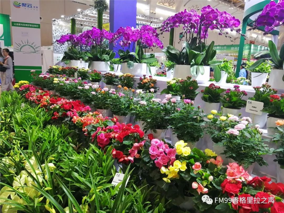 春城无处不飞花 看山看水都是你 ——第20届中国昆明国际花卉展