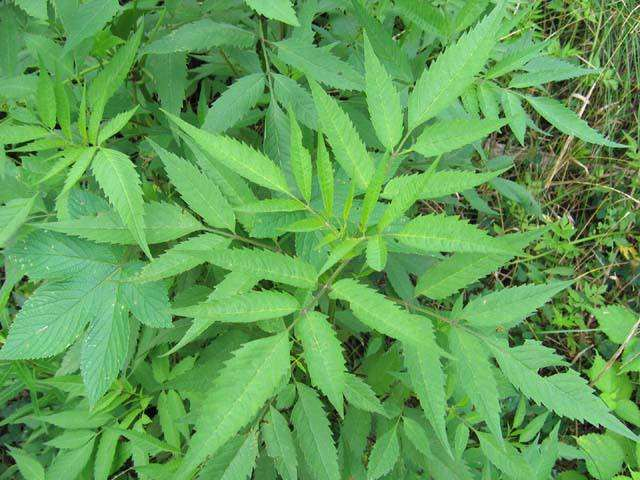 它的名字叫做接骨草在农村见到它请不要破坏