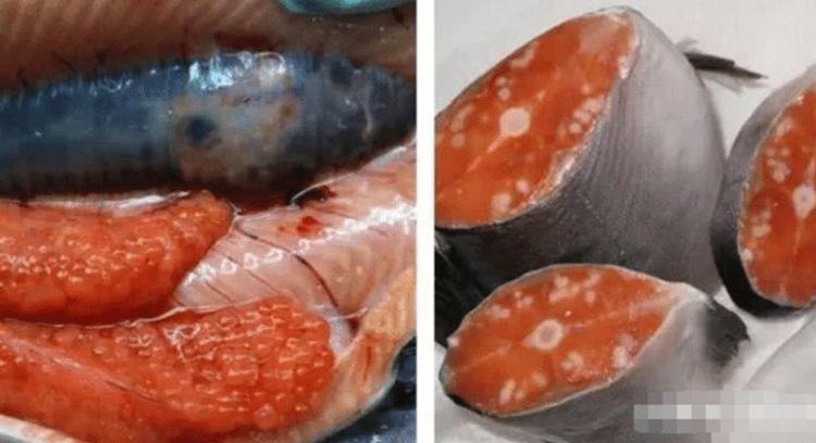 日本变异鱼肉质布满白色斑点鳞片长肉瘤核辐射造成的后果