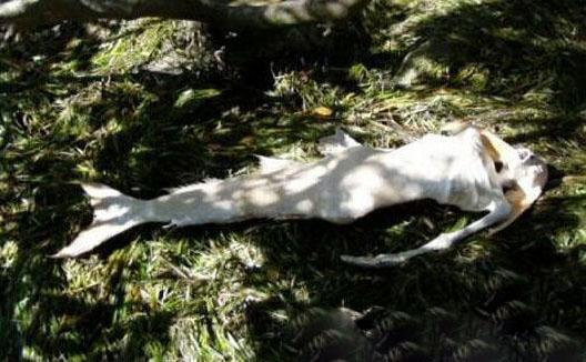 自从人类进入大航海时代之后,关于美人鱼的传说开始在海员们之间传播.