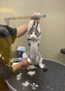 ご確認用 妻の作った 招き猫 正統派! 三毛猫 右手招き 極小 ご確認用 妻の作った 招き猫 正統派! 三毛猫 右手招き 極小