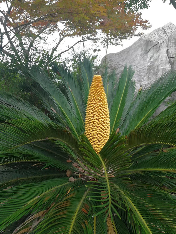 和天气有关 镇江金山湖畔两颗铁树同时开花