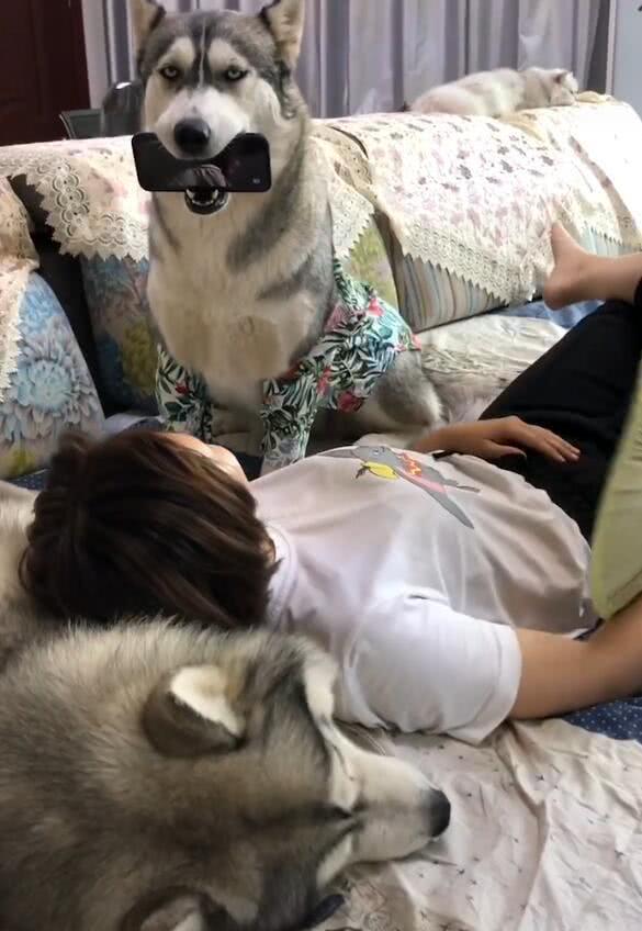 哈士奇被迫伺候主人,全职保姆,主人笑喷