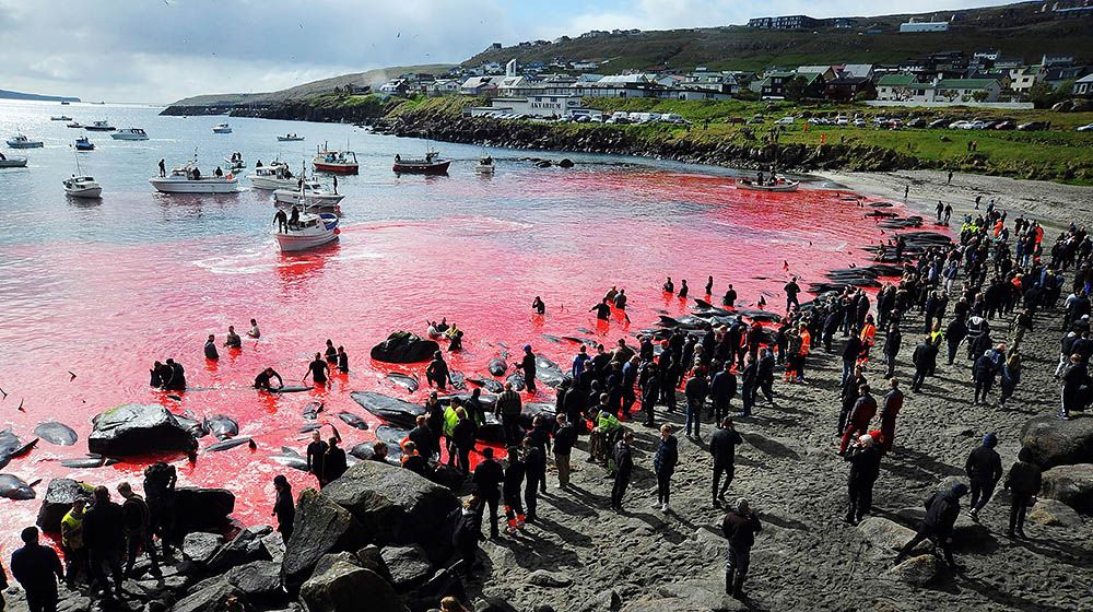 没有一条鲸鱼,能活着游出日本海