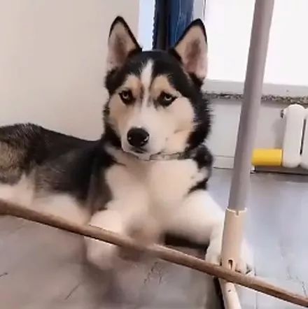 主人教哈士奇拉二胡,没想到狗子真就学会了,笑屎了!