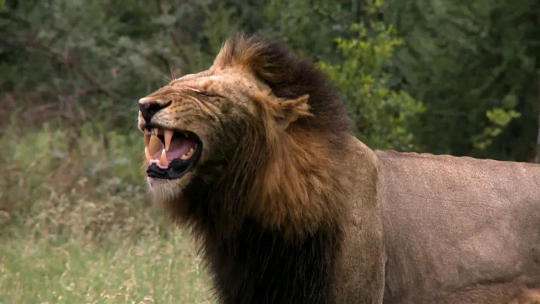 不光是那个"t先生"回来了,那个无情的杀手"撒旦"也回来了.