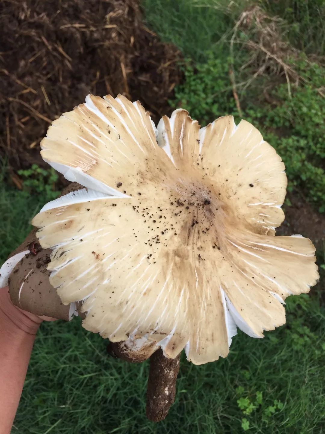 鸡03黄皮青皮鸡03代表:球形蚁巢伞 termitomyces globulus青皮鸡