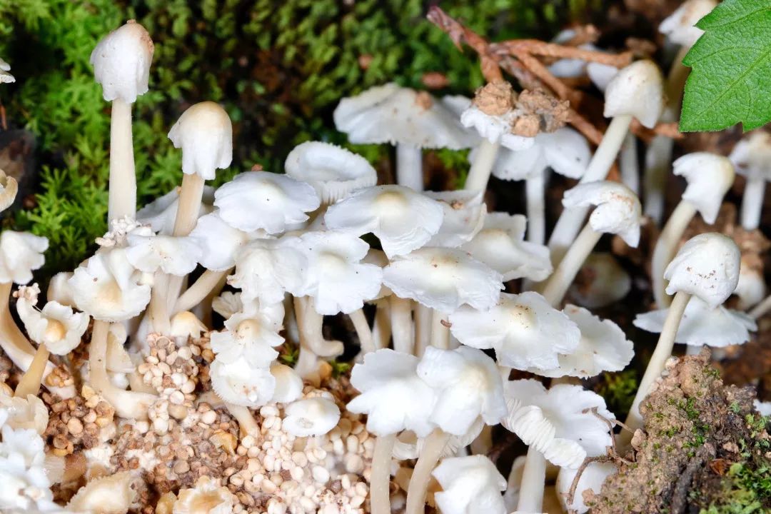 菌子吃得好,极乐登得早