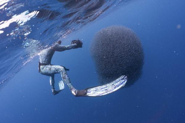 结识了居住在澳大利亚拜伦湾的自由潜水员兼水下摄影师scott wilson