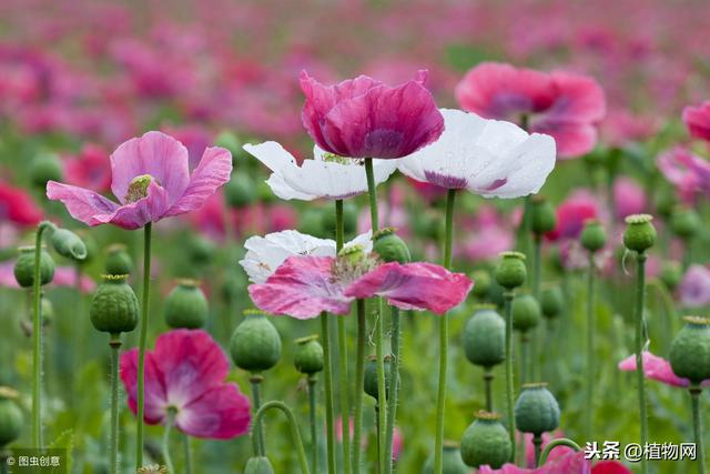 国家对盆养罂粟花有什么规定吗