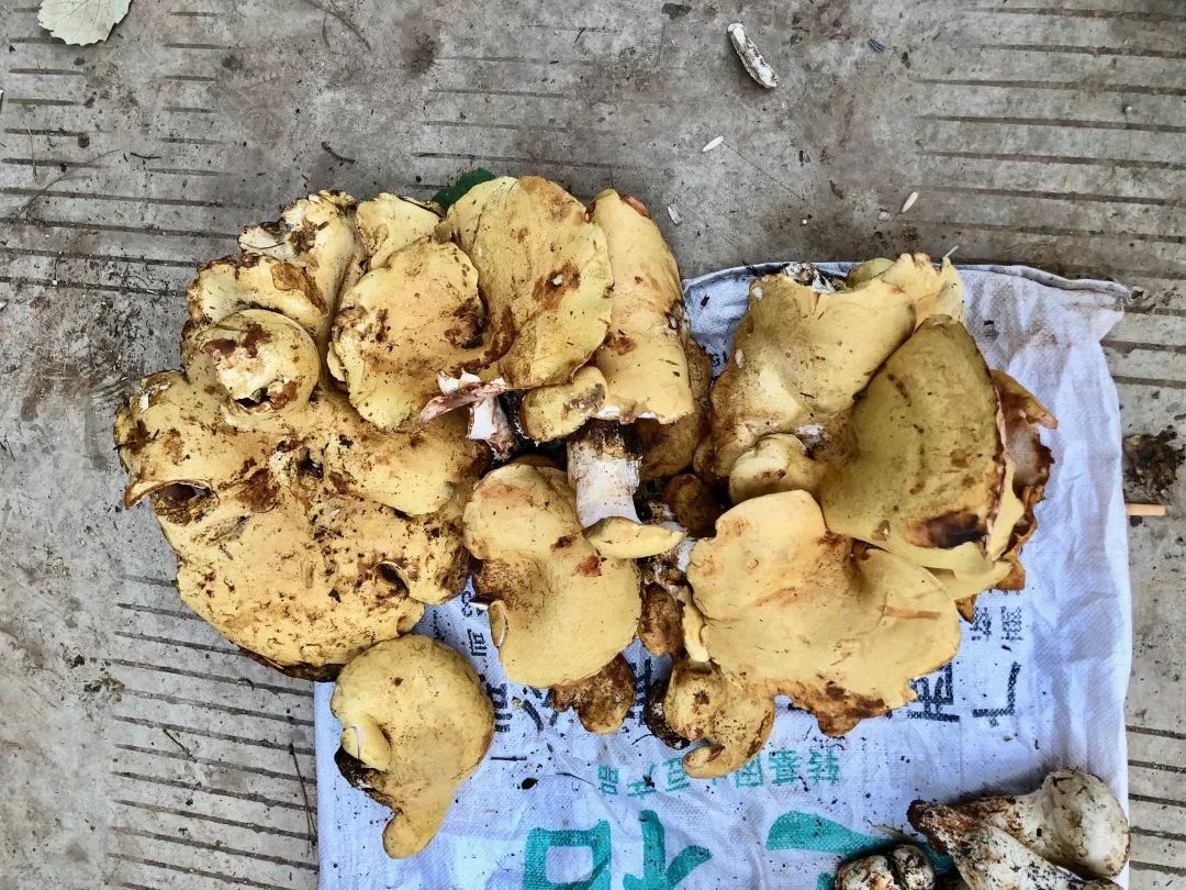 市场上售卖的黄鳞地花菌 albatrellus ellisii.