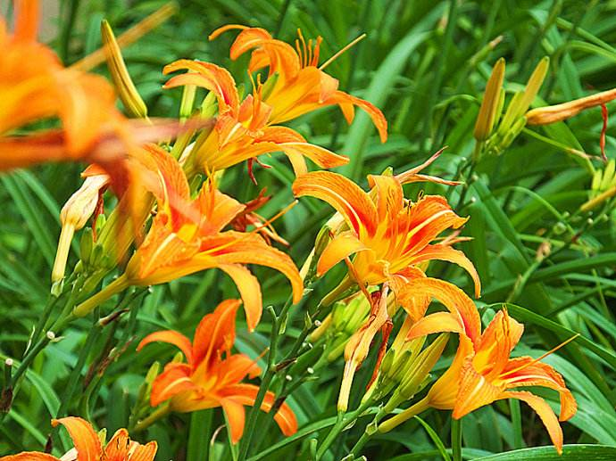 路上看见这黄花菜千万别吃要不然分分钟中毒立马扩散