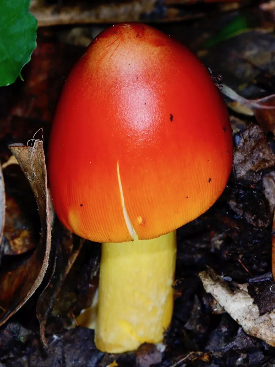 菌子吃得好,极乐登得早