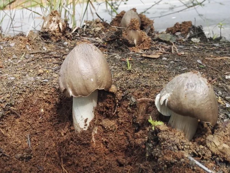 菌子吃得好,极乐登得早