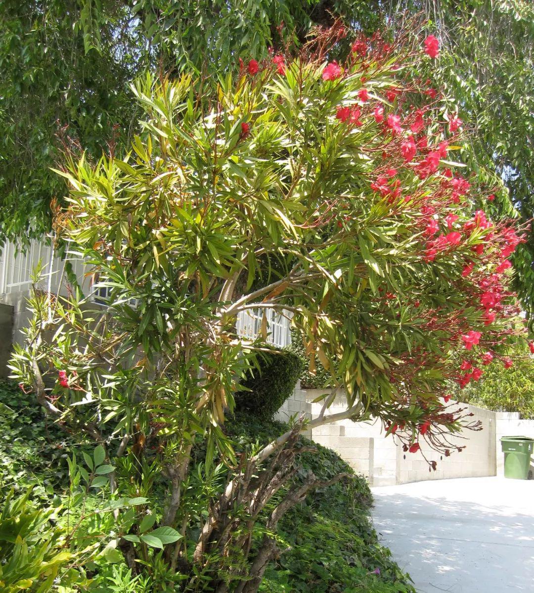 夹竹桃为啥能成为城里特受欢迎的绿植