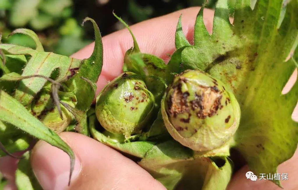 警惕棉田棉盲蝽发生危害