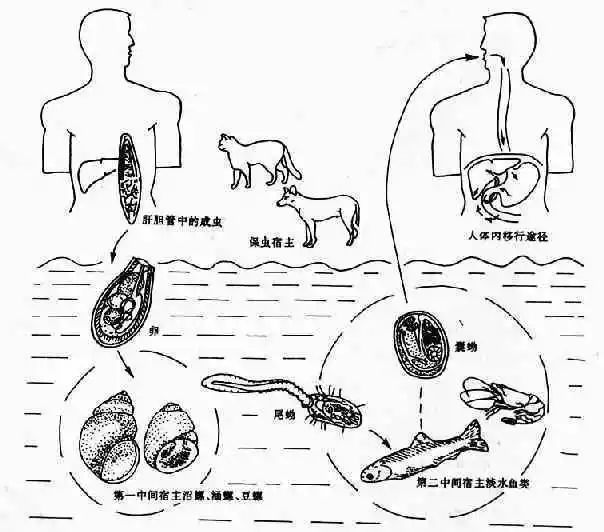 饭吃得好好的 怎么就多了条寄生虫 财经头条