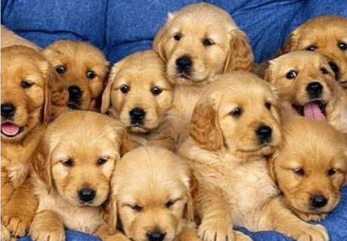 家中金毛生下一窝小奶狗,主人不想出售,长大后画面使人笑喷