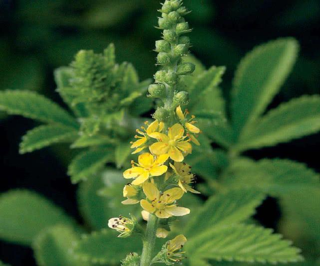 生长于路旁的"老鹤嘴",很多人都见过,但却不知其抗癌效果极佳