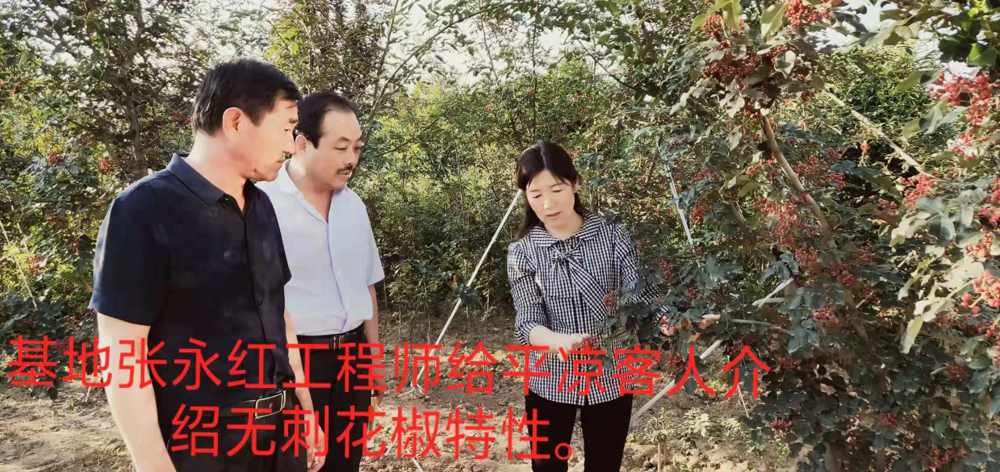 高产无刺花椒新品种有哪些