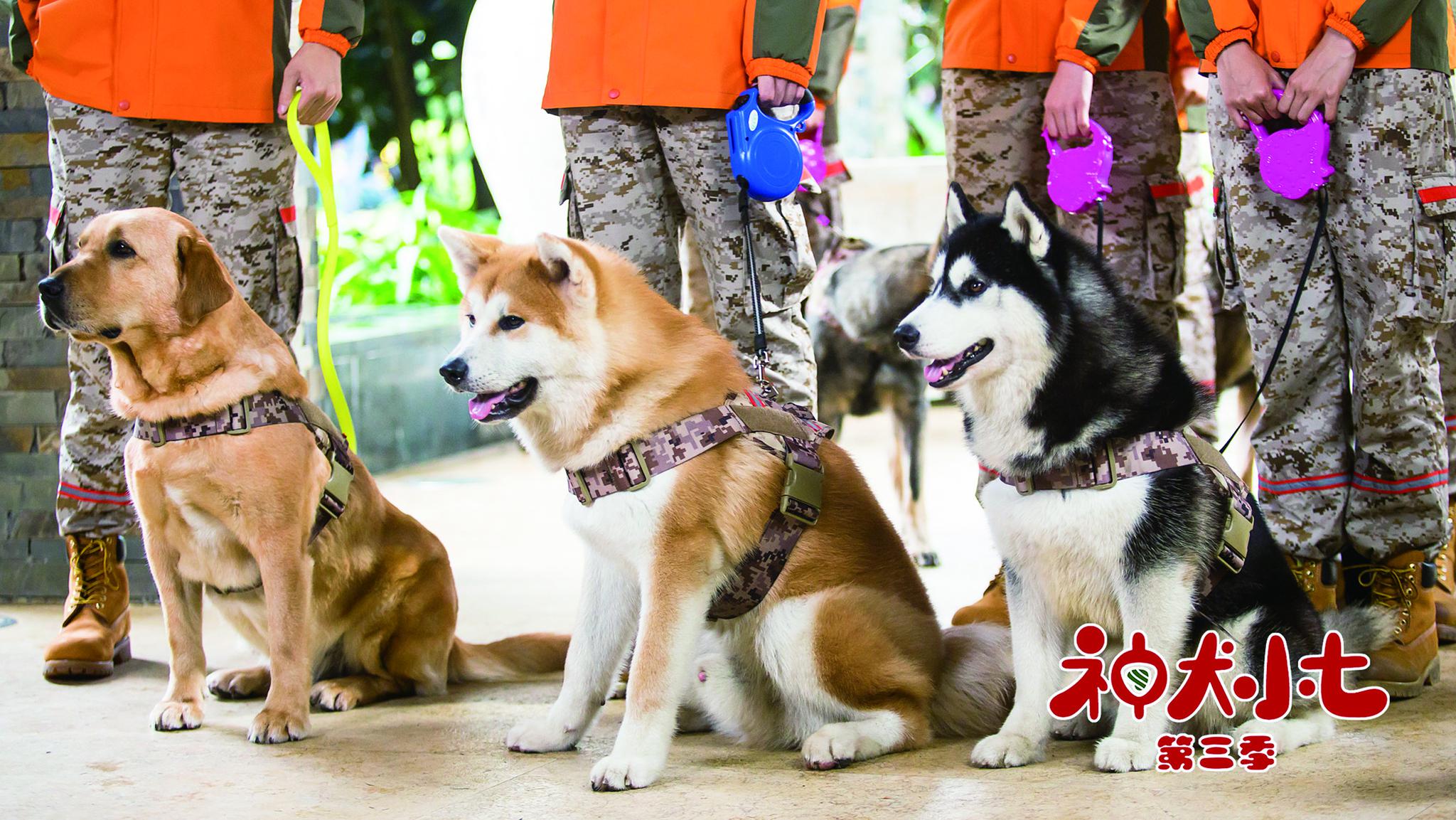 神犬小七3萌宠们各显神通