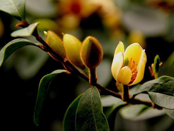 含香花此时开花正旺,花香味十足,养一盆正好