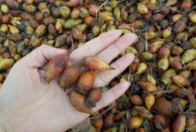 这野果的学名其实是叫"金樱子"来着,还有人喜欢管它叫刺榆子,刺梨子