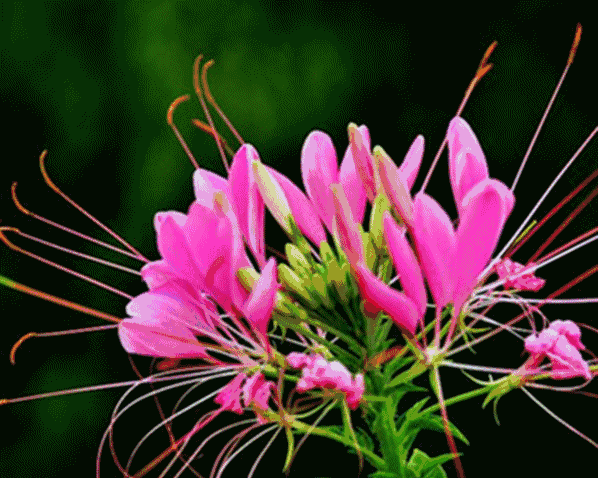 598_478gif 动态图 动图