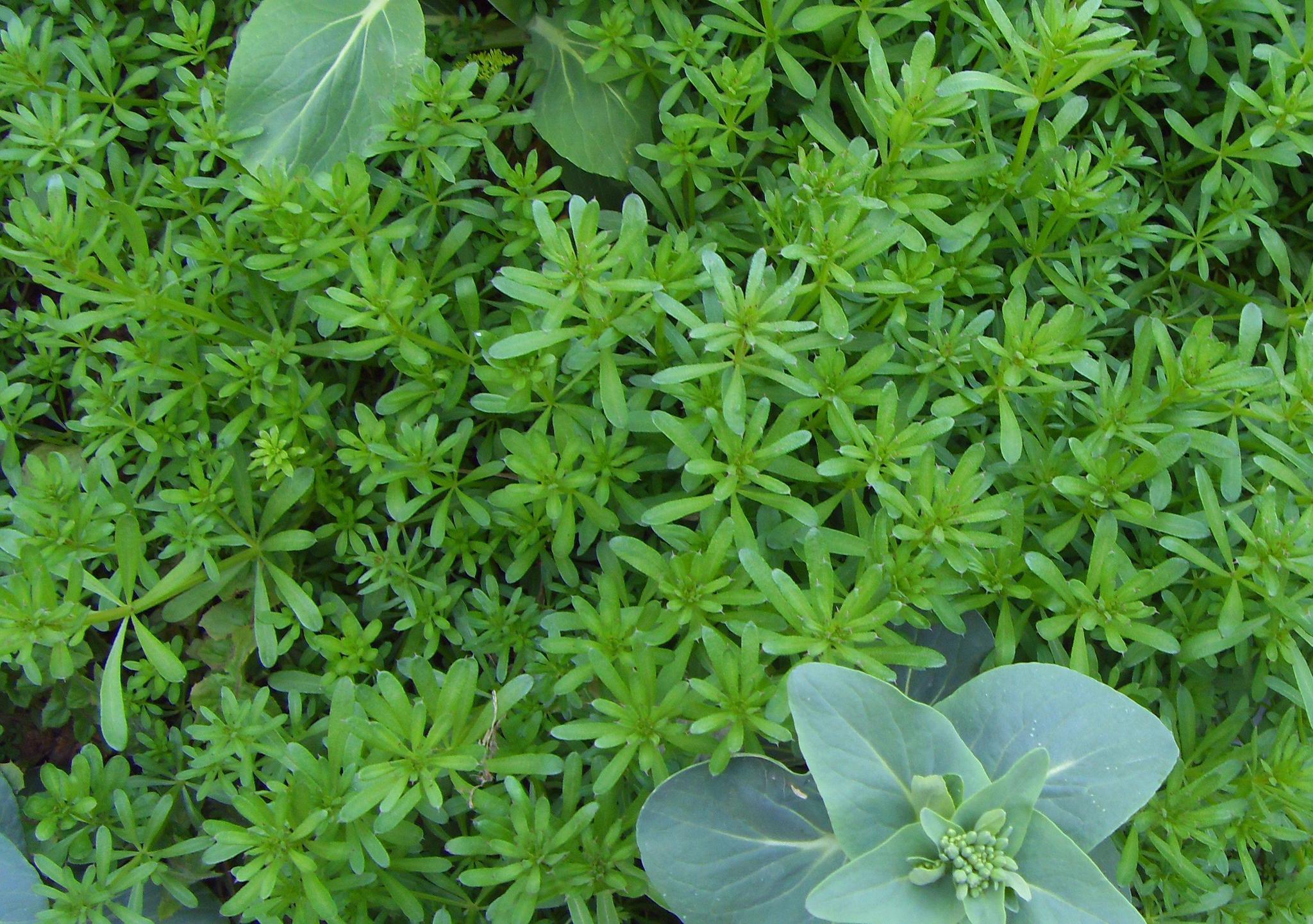 猪殃殃|野草|农村_新浪新闻