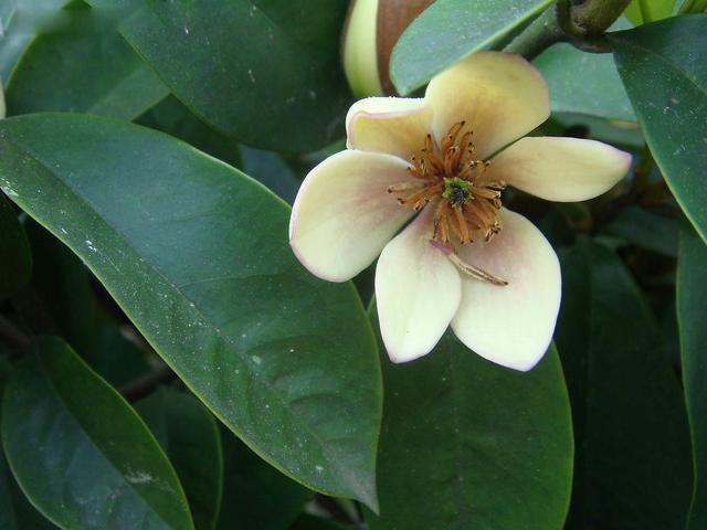 含香花此时开花正旺,花香味十足,养一盆正好