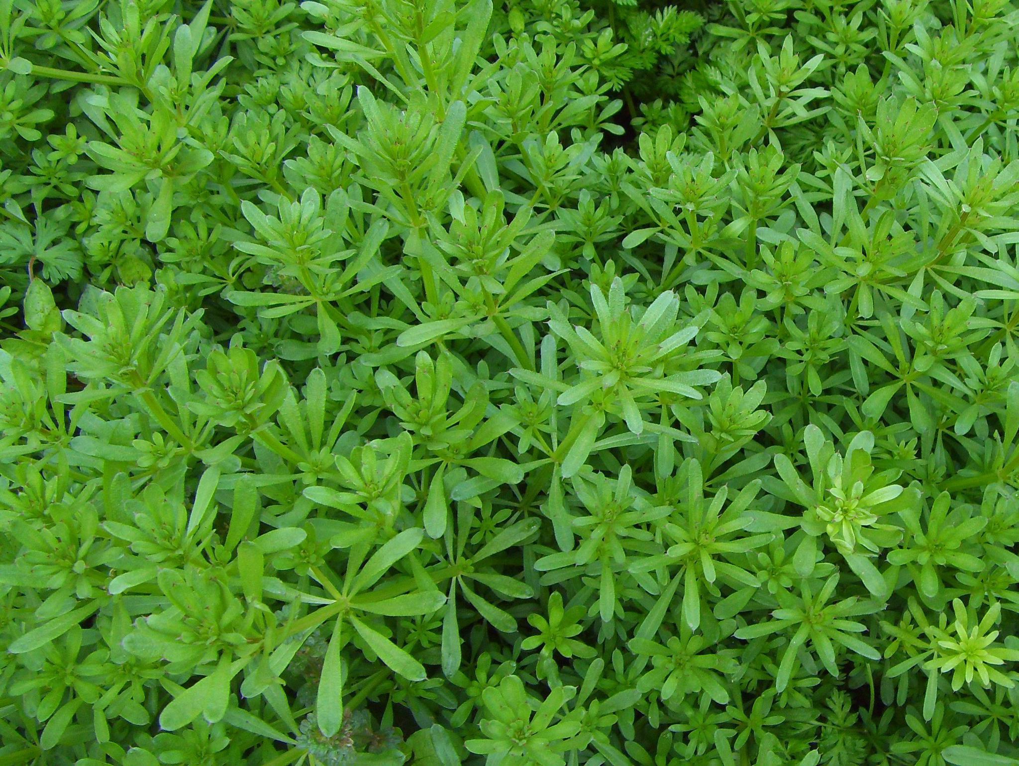 猪都不吃的有害垃圾农村朋友居然叫它八仙草为啥